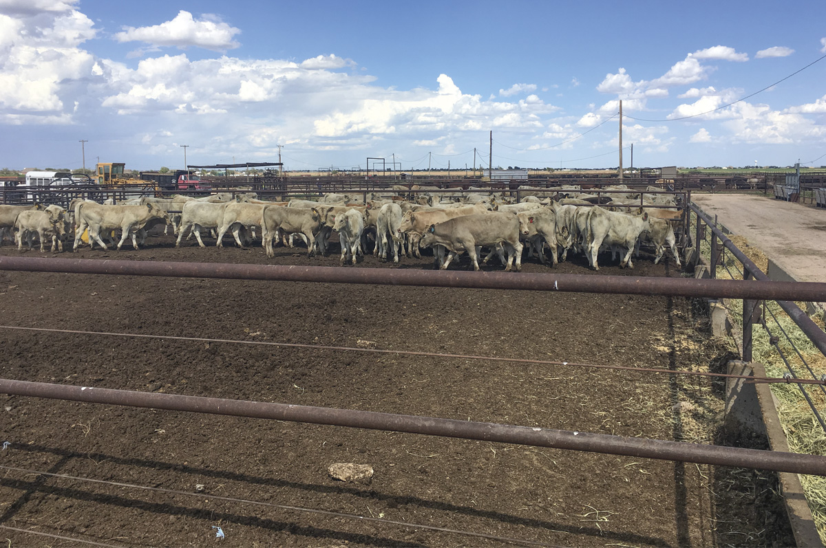56470-wesley-feedlot.jpg
