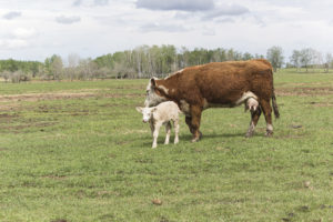 56476-derksen-calving-season.jpg