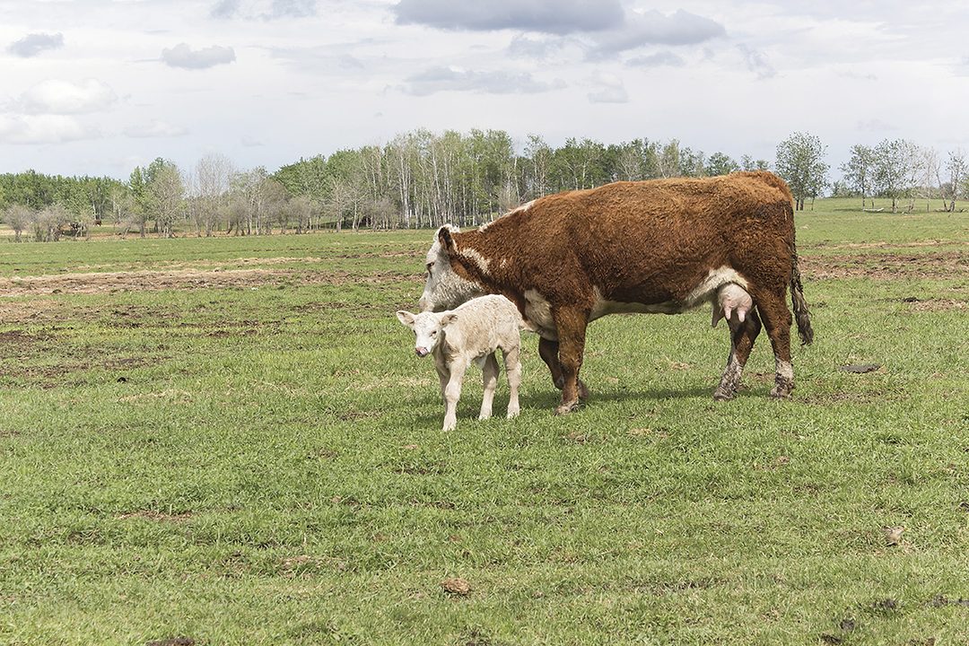 Must haves Resources And Strategies For Calving Season Ag Proud Must haves Resources And Strategies For Calving Season Ag Proud