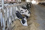 56498-bryan-cows-eating.jpg