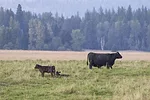 56513-woolsey-cow-calf.jpg