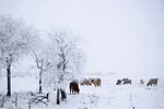 56343-marchant-cold-outside.jpg