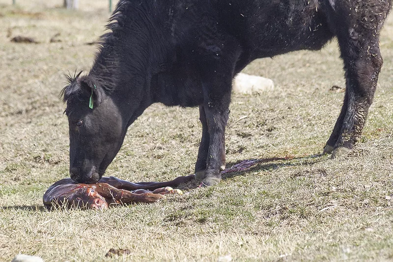 56515-hawkins-calving.jpg 56515-hawkins-calving.jpg