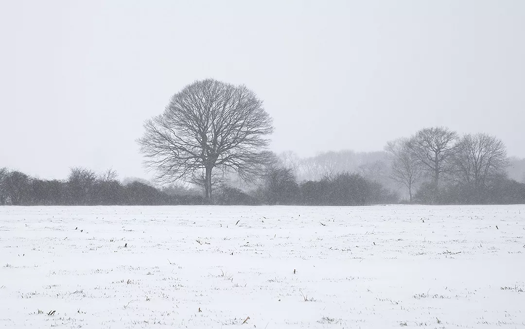 56563-kern-lunsbery-snow-field.jpg
