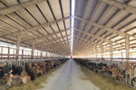 56575-thomas--double-a-dairy--free-stalls.jpg
