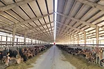 56575-thomas--double-a-dairy--free-stalls.jpg