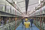 56575-thomas-double-a-dairy--workers-milking-cows.jpg
