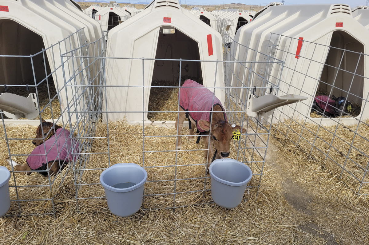 56575-thomas-double-a-dairy-calf-hutches.jpg