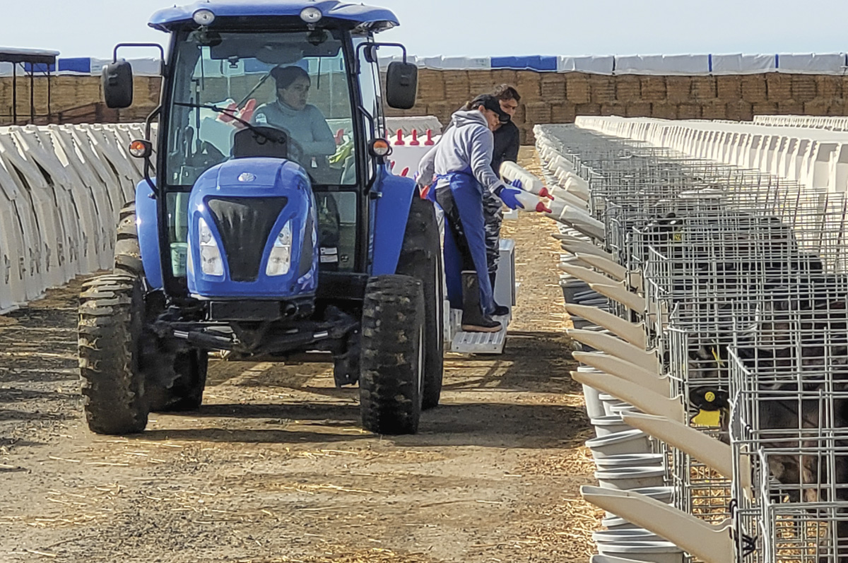 56575-thomas-doubleadairy-feed-calves.jpg