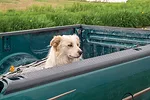 56591-dog-staff.jpg