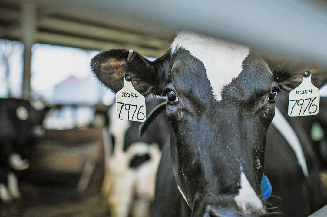 Reproductive success: A triad of people, cows and science - Progressive  Dairy | Ag Proud