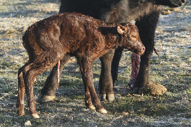 56618-clark-calving.jpg 56618-clark-calving.jpg