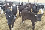 56637-mcbride-calves.jpg