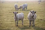 56656-myer-feed-efficiency-in-bred-heifers.jpg 56656-myer-feed-efficiency-in-bred-heifers.jpg