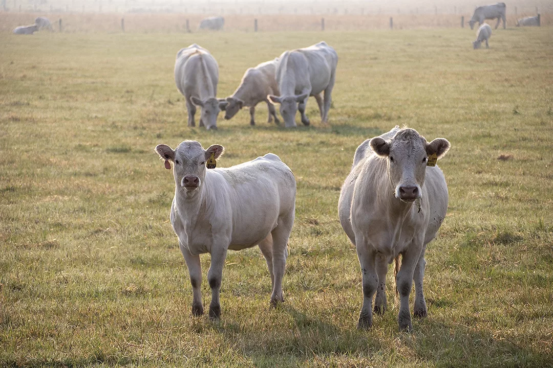 56656-myer-feed-efficiency-in-bred-heifers.jpg