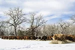 56659-williams-feeding-winter.jpg