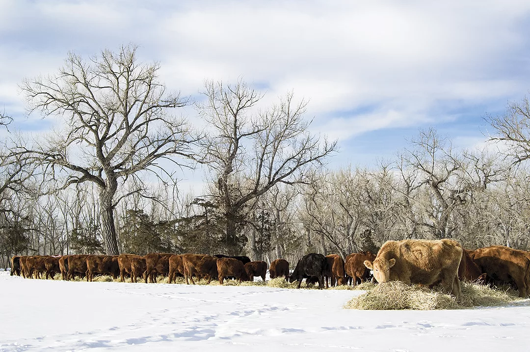 56659-williams-feeding-winter.jpg