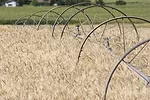 56669-johnston-wheat-staff.jpg