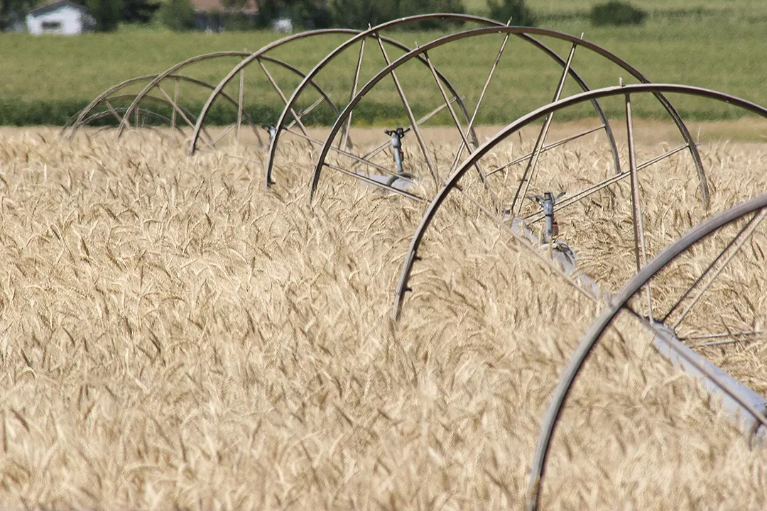56669-johnston-wheat-staff.jpg