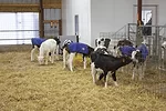 56673-natzke-lee-calves.jpg