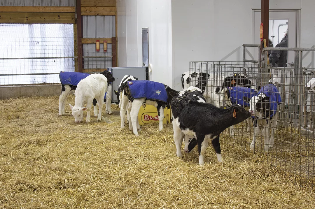 56673-natzke-lee-calves.jpg