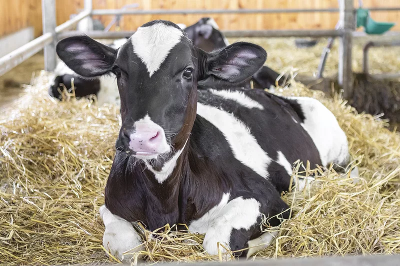 56626-renaud-calf.jpg