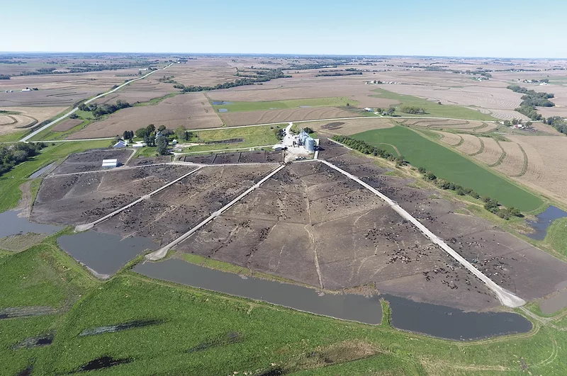 56671-george-feedlot-II.jpg 56671-george-feedlot-II.jpg