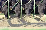 56682-sawyer-soybean.jpg