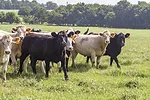 56703-j-thomas-heifers.jpg