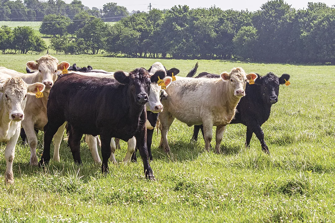 56703-j-thomas-heifers.jpg