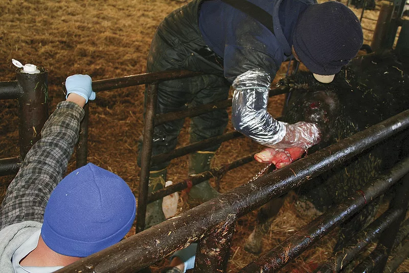 56718-calf-assist.jpg 56718-calf-assist.jpg