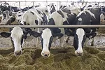 56728-dfc-cows.jpg