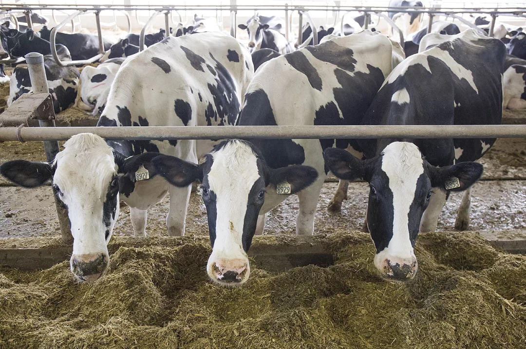 56728-dfc-cows.jpg