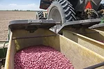 56743-williams-brackett-bean-seed.jpg