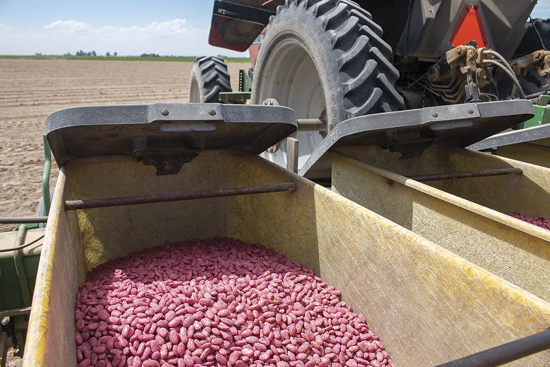 56743-williams-brackett-bean-seed.jpg