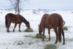 56784-lunbery-horse-hay.jpg