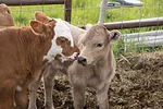 56795-hawkins-calving.jpg