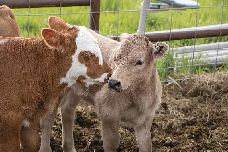 56795-hawkins-calving.jpg