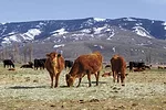 56799-derksen-heifers-marchant.jpg