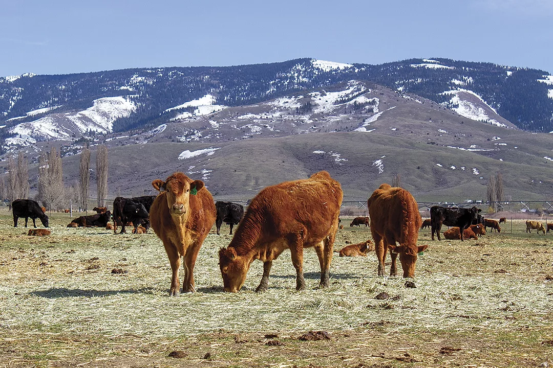 56799-derksen-heifers-marchant.jpg