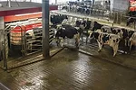 56815-guyer-lely-cooley.jpg