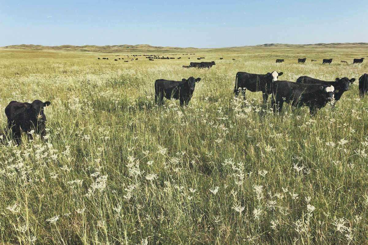 56817-bryant-heifers-on-range.jpg