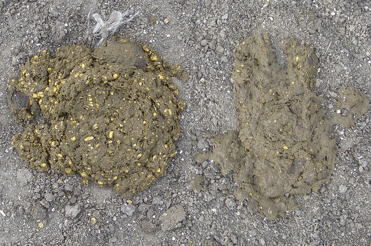 56789-belknap-manure.jpg