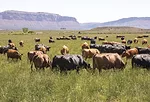 56803-benjamin-pasture-dixon.jpg