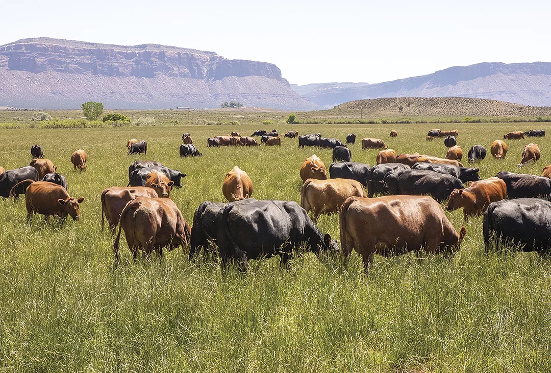 56803-benjamin-pasture-dixon.jpg
