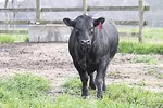 56824-pederson-new-bull.jpg