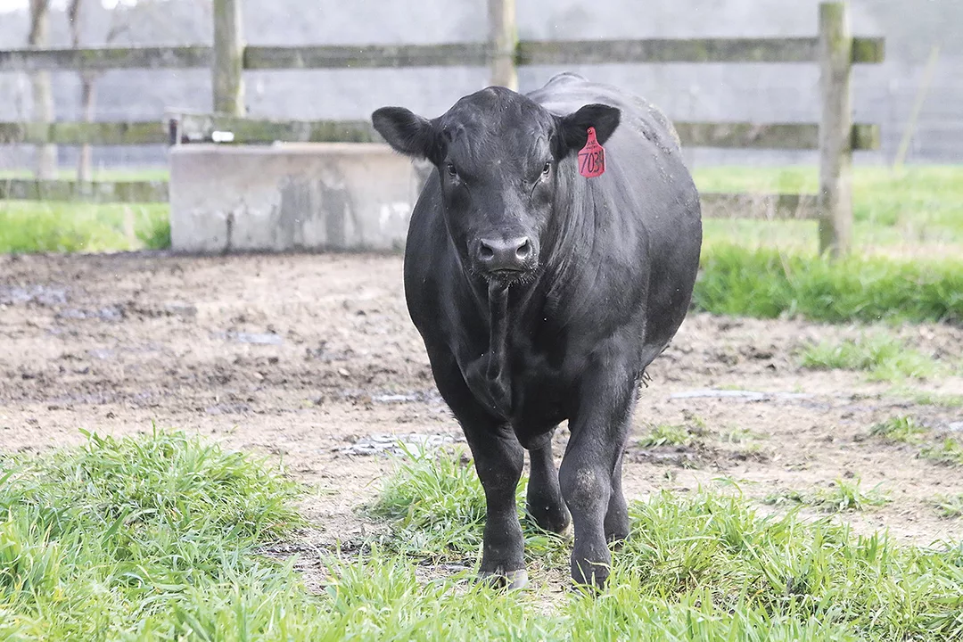 56824-pederson-new-bull.jpg