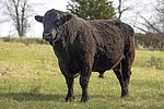 56850-howkins-valleyvet.jpg