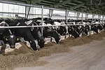 56835-thompson-feed-bunk.jpg