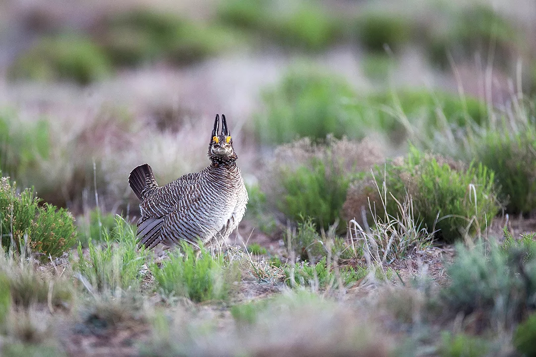 56845-woolsey-lesser-prairie-chicken-ryan-hagerty.jpg